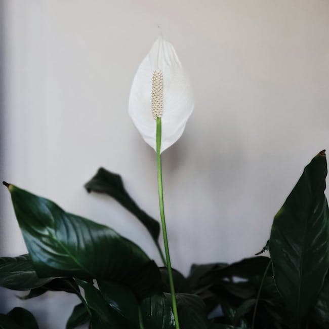 Aglaonema Snow — wholesale aglaonema, 6in
