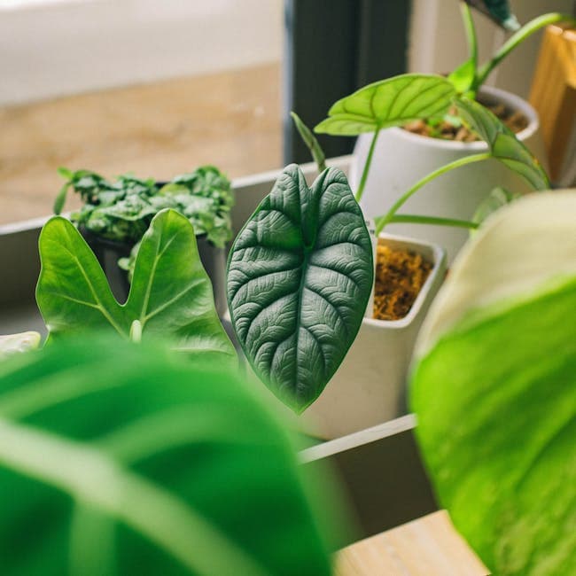 Aglaonema Stripes — wholesale aglaonema, 10in