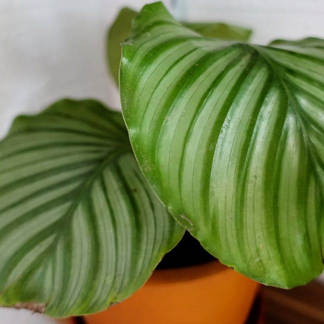 Calathea Exotica