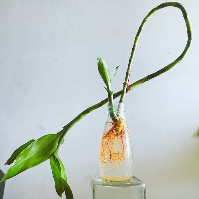 Dracaena Marley — wholesale dracaena, 14in