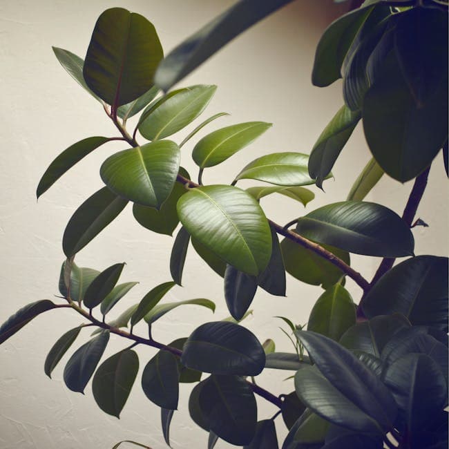 Ficus Altissima Tree — wholesale ficus, 30in