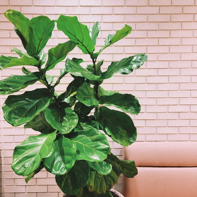 Ficus Lyrata Bush