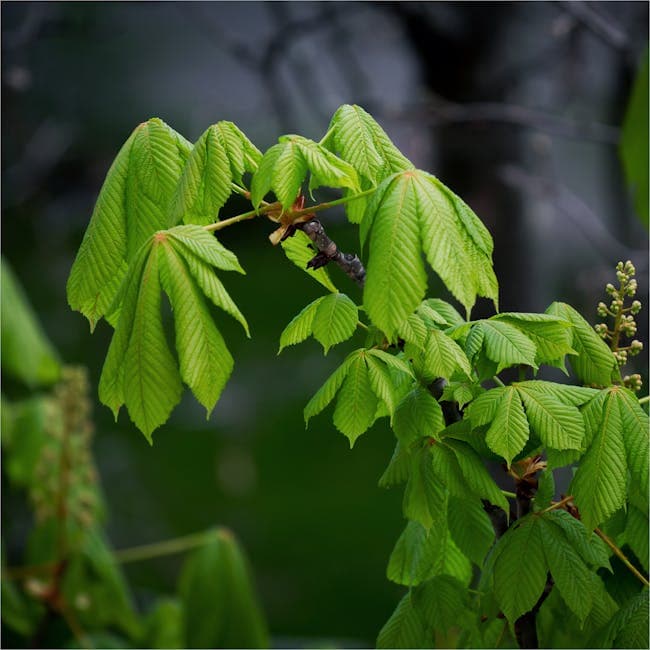 Pachira Money Tree Braid 10