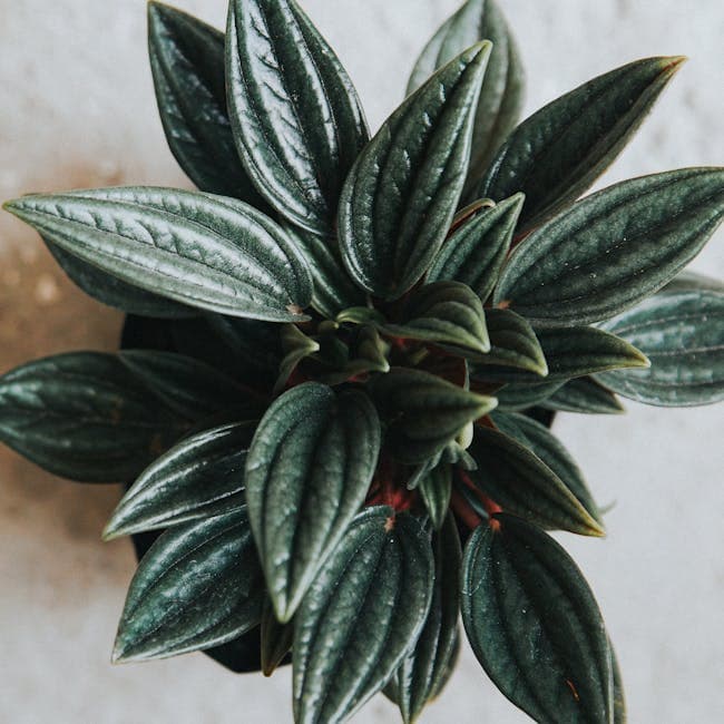 Peperomia Marble — wholesale peperomia, 6in