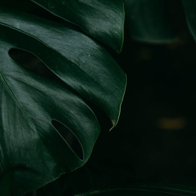 Philodendron Green Congo