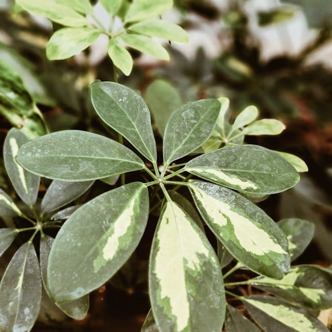 Schefflera Amate Bush