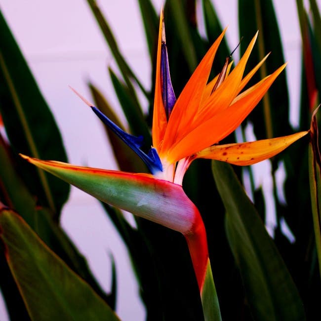 White Bird of Paradise 4PP — wholesale other, 10in