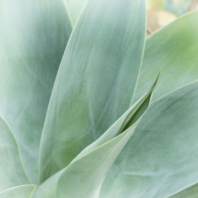 Yucca Cane 3-2-1 — wholesale yucca, 10in