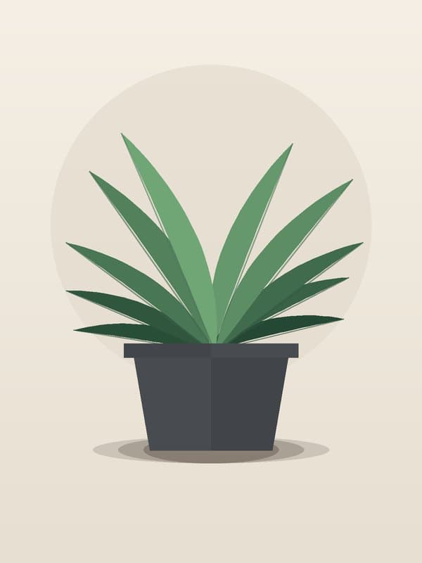 Dracaena Anita Variegated Stump