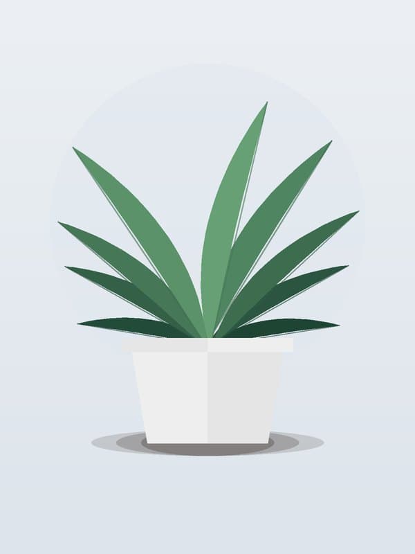 Dracaena Cintho Canes — wholesale dracaena, 10-12in