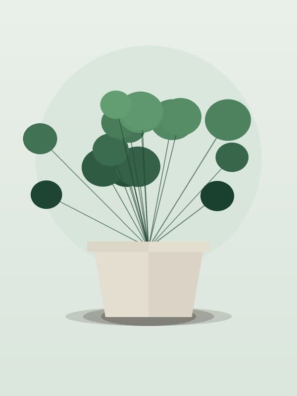 Peperomia Frost — wholesale peperomia, 6in
