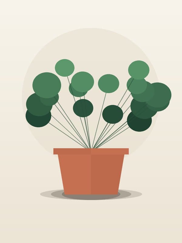 Peperomia Green