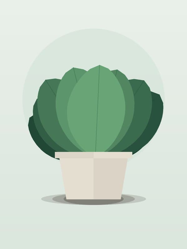Syngonium Pixie — wholesale syngonium, 6in