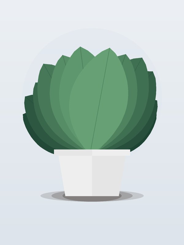 Aglaonema Stripes
