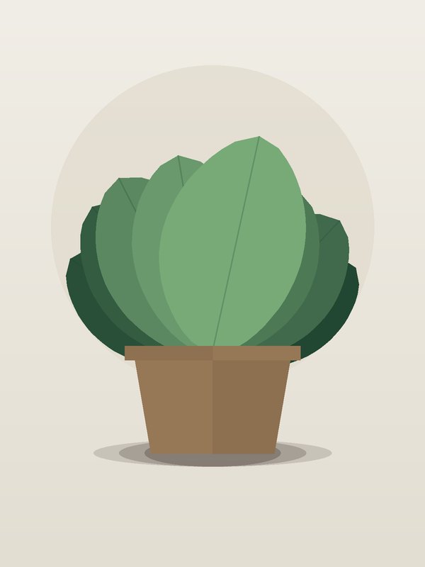 Calathea Peacock