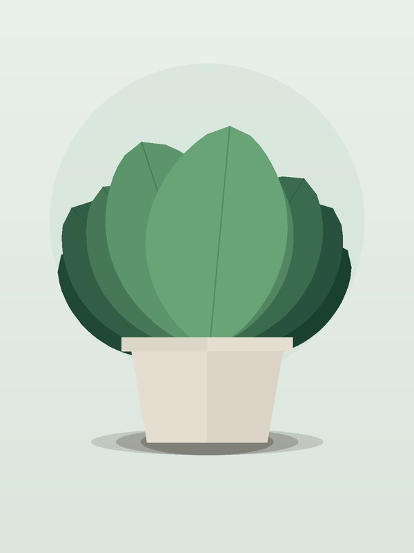 Calathea Setosa