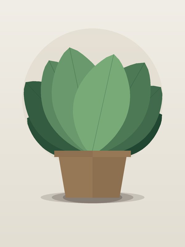 Coffee Plant