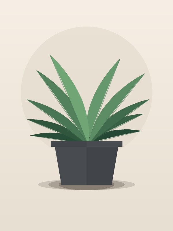 Dracaena Anita Variegated Stump