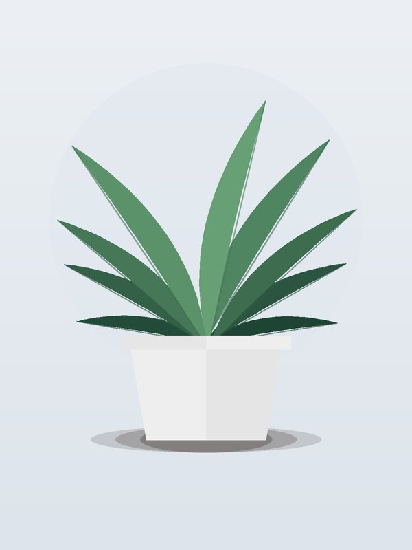 Dracaena Cintho Canes