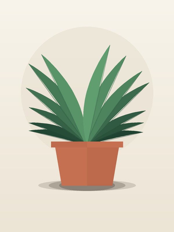 Dracaena Golden Coast Carousel