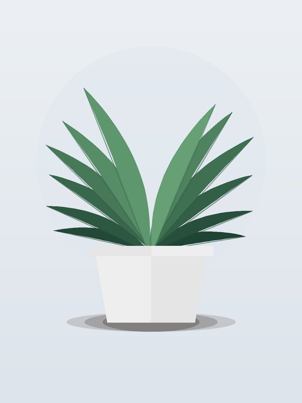 Dracaena Green Jewel