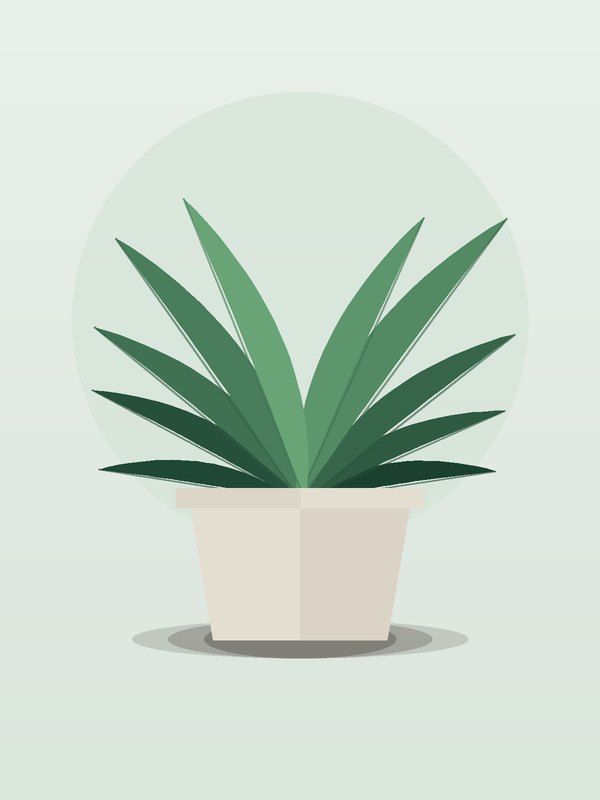 Dracaena Hawaiian Sunshine CB Cane