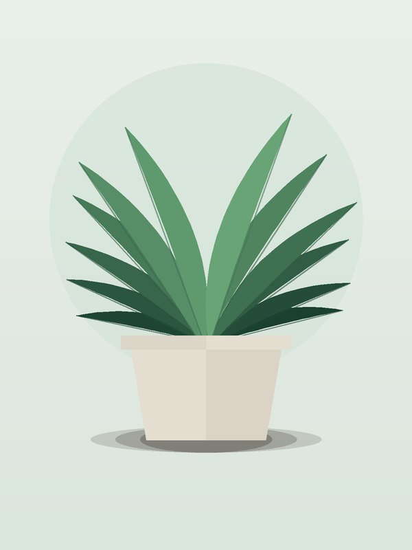 Dracaena Kristi