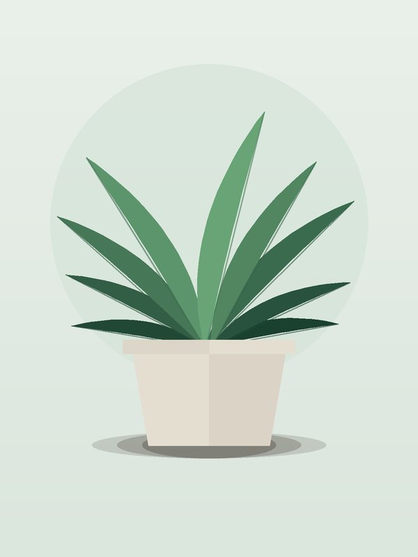 Dracaena Lemon Surprise