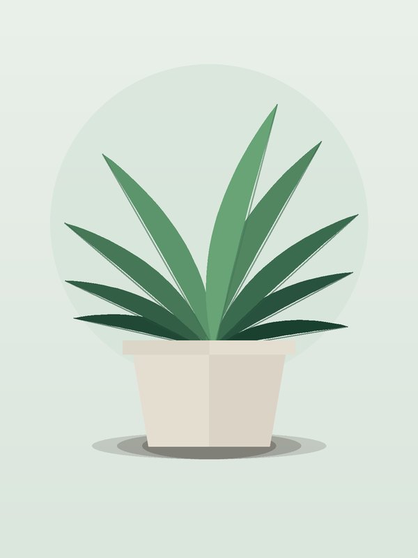 Dracaena Limelight