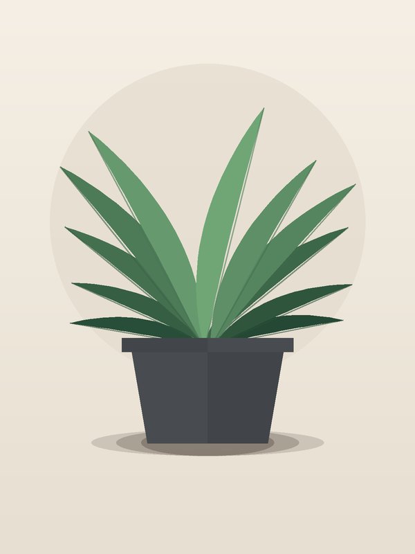 Dracaena Marginata Bicolor CB Staggered