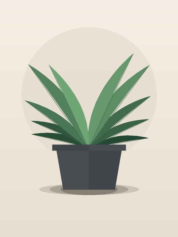 Dracaena Marginata Braid