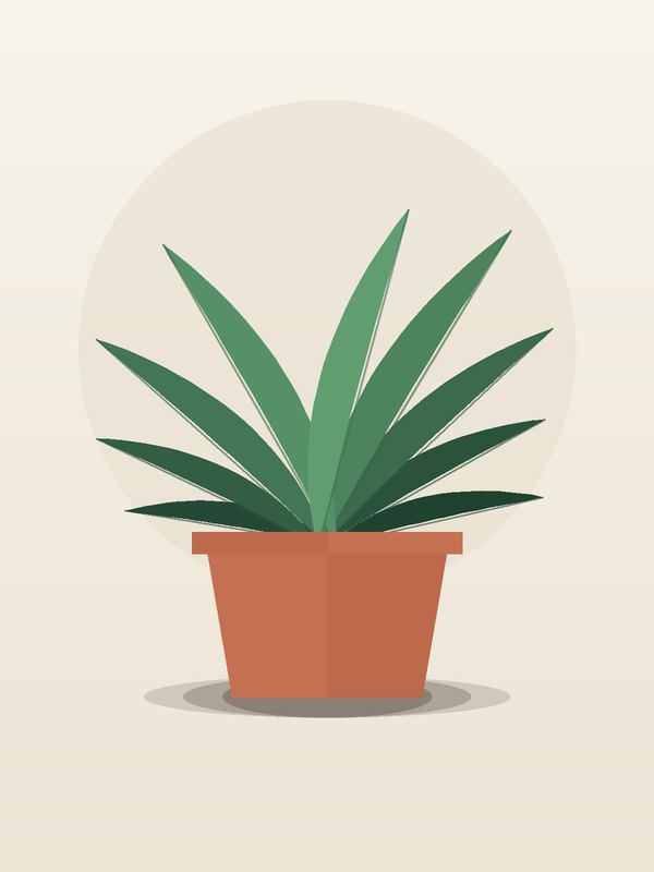 Dracaena Marginata Candelabra