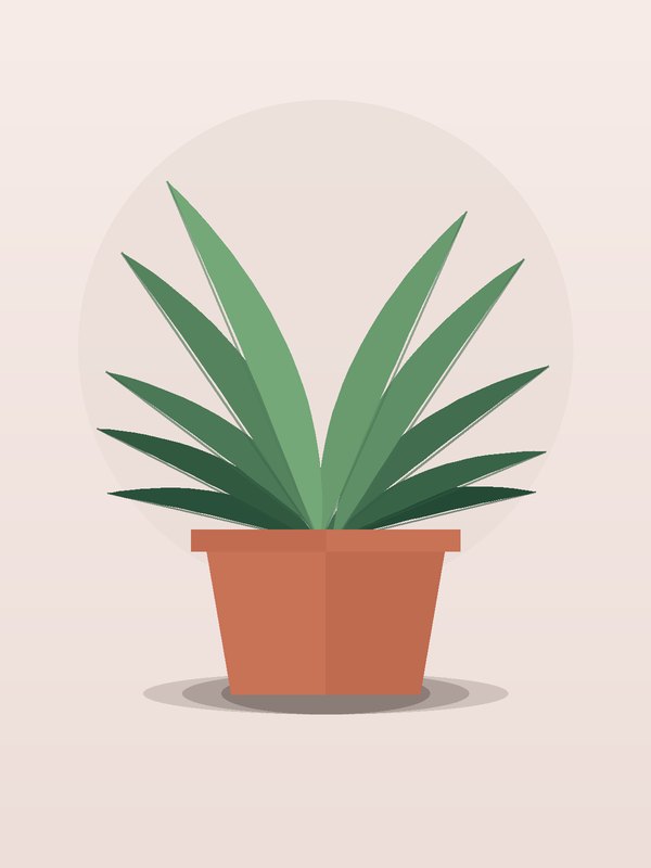 Dracaena Marginata CB Staggered