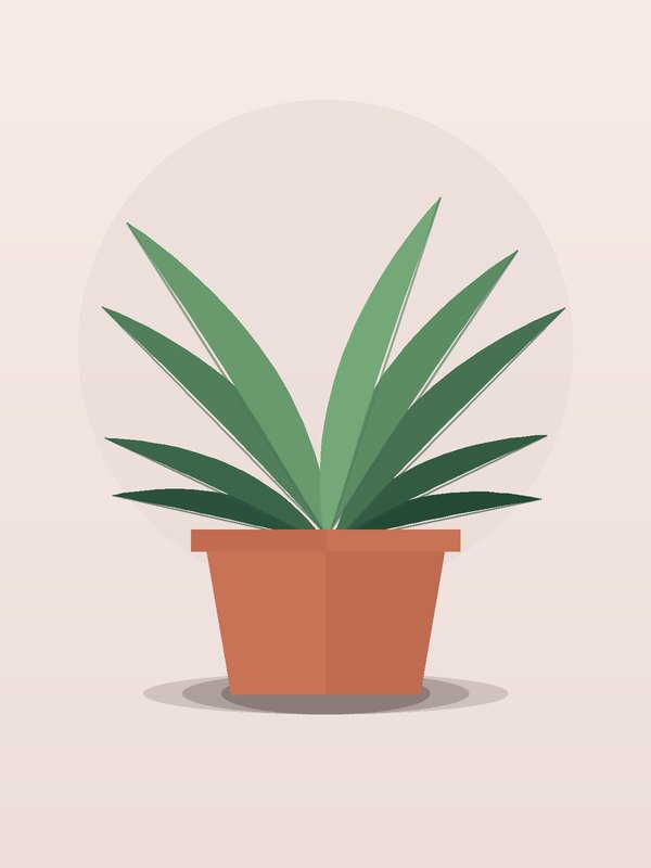 Dracaena Marginata Colorama CB Staggered
