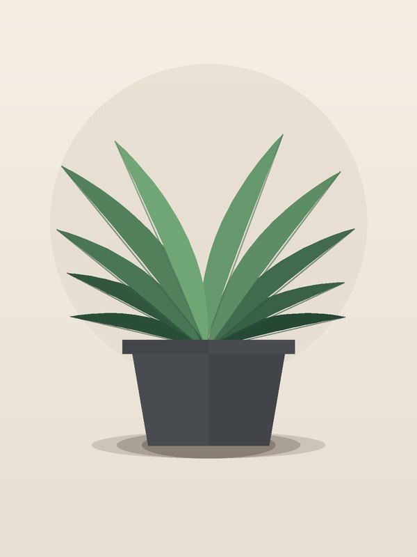 Dracaena Marginata Kiwi CB Staggered