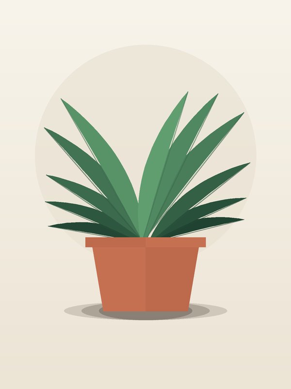 Dracaena Marginata Magenta CB Staggered