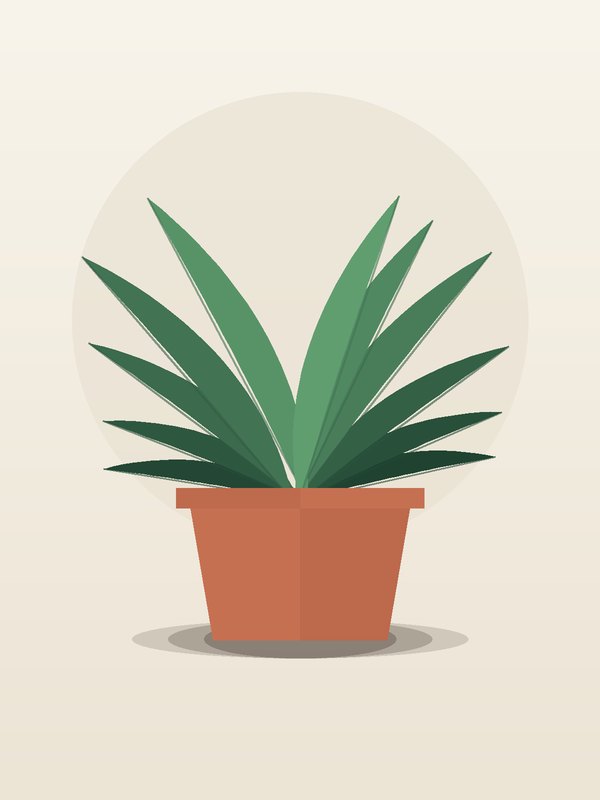 Dracaena Marley