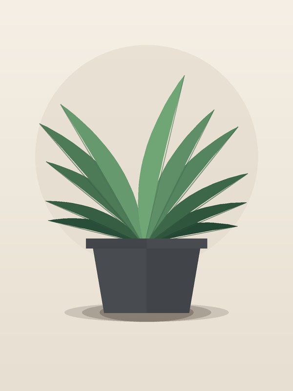 Dracaena Mass Cane 3-2-1