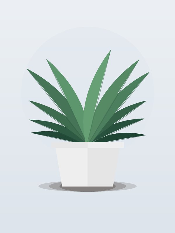 Dracaena Mass Stump