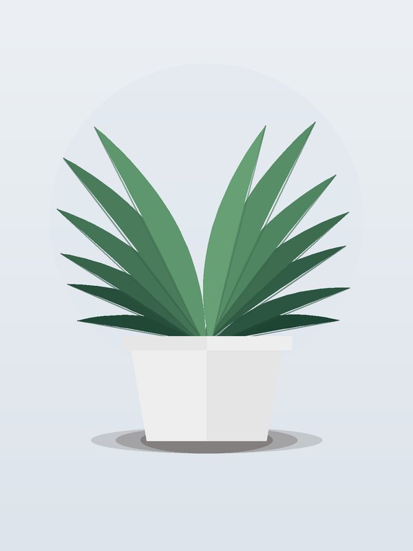 Dracaena Tornado