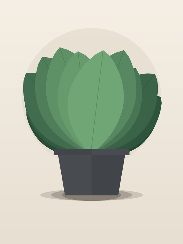 Euphorbia Crown of Thorns