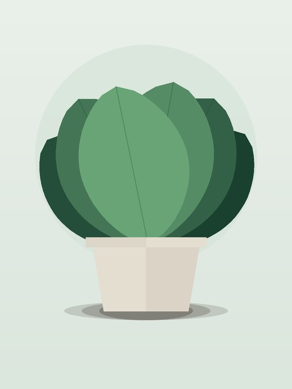 Ficus Lyrata Multi Standard