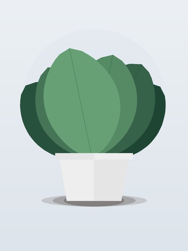Ficus Lyrata Standard