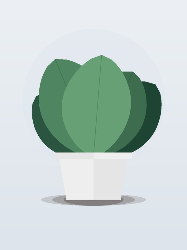 Ficus Midnight Standard