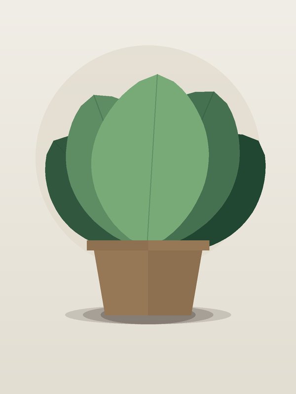 Ficus Tineke Standard