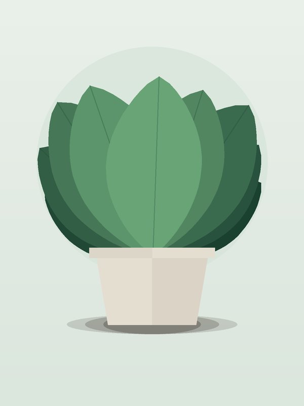 Homalomena Emerald Gem