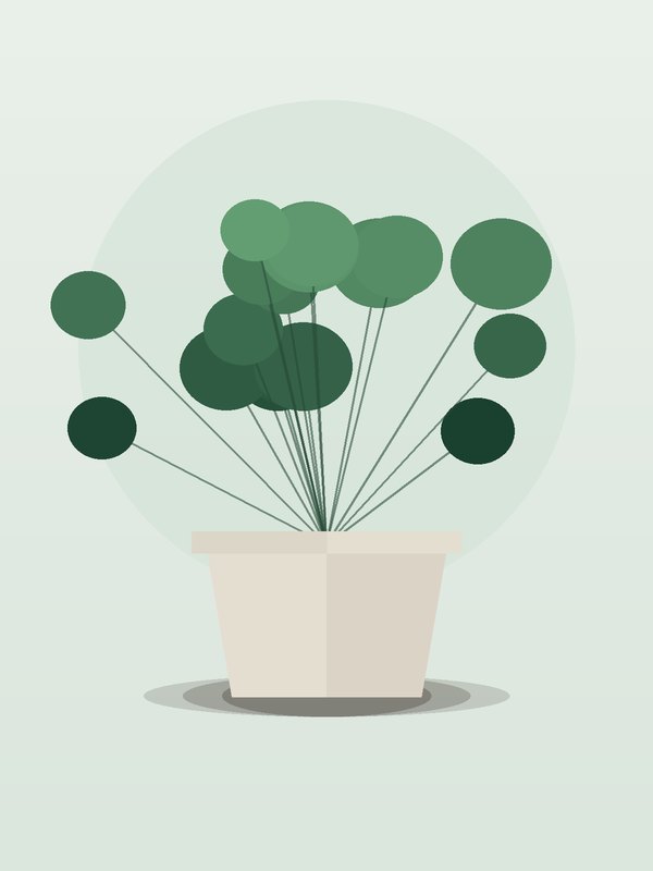 Peperomia Frost