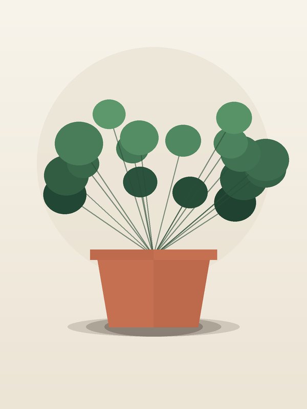 Peperomia Green