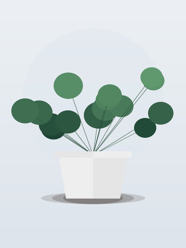 Peperomia Marble