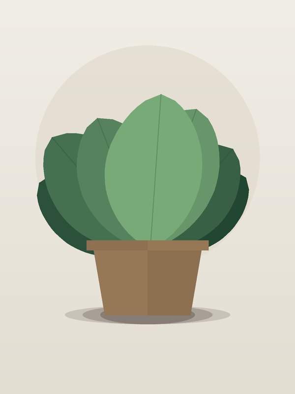 Philodendron Green Congo